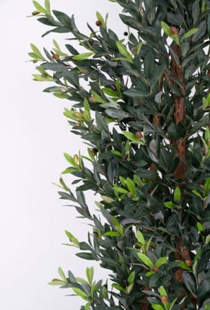 شجرة زيتون صناعي و أغصان طبيعيه معالجة ارتفاع 2م