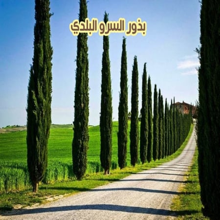 بذور سرو البلدي