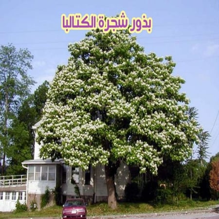 بذور الكتالبا