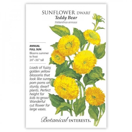 بذور دوار الشمس الدب تيدي - Teddy Bear Dwarf Sunflower Seeds