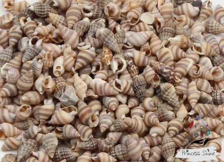 464 - اصداف شكل 2