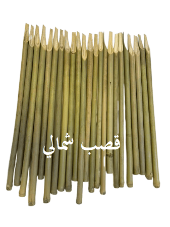قصب شمالي