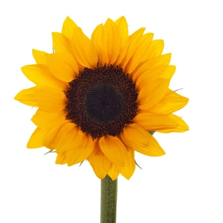 دوار  الشمس شدة 5 أغصان صغير - SunFlower