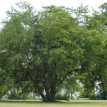 بذور اللوز الهندي (اللوز البلدي) - Pithecellobium dulce