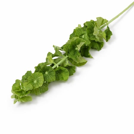 غصن اجراس ايرلندا