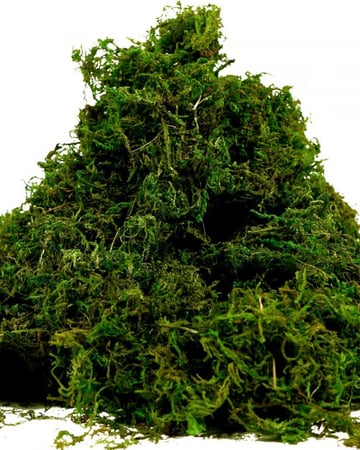 عشب منثور ثيل - مكنون الهدايا