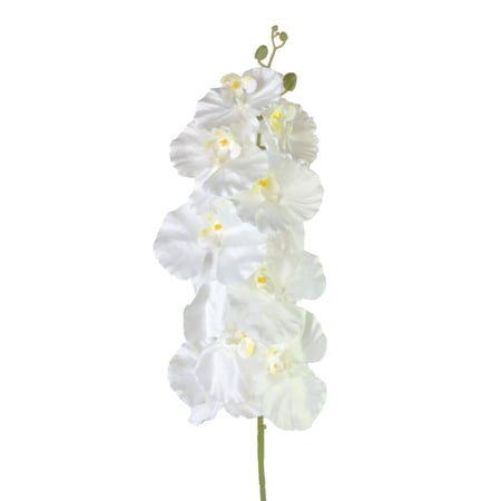 غصن أوركيد أبيض - مكنون الهدايا