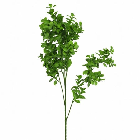 غصن يوكاليبتوس