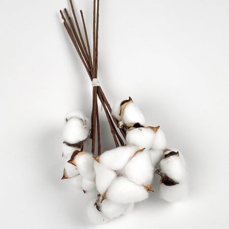 ورد القطن الطبيعي