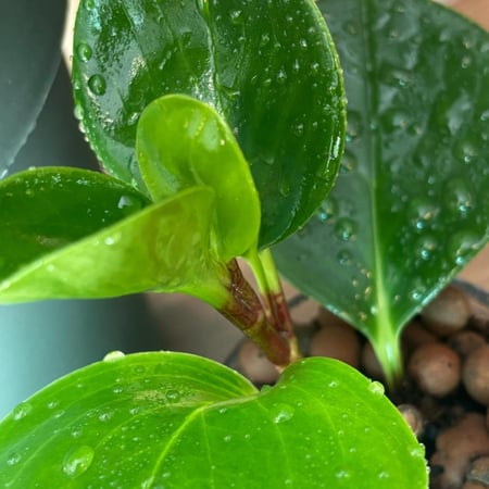 توزيعات نبات الببروميا