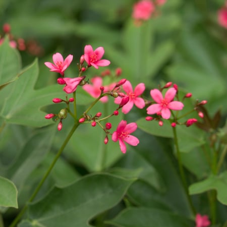 جاتروفا Jatropha integerrima