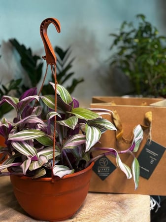 نبتة المكحلة ترادسكانتيا (Tradescantia Zebrina)