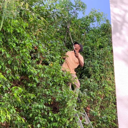 صيانة نباتات