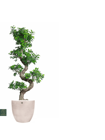 بونساي خارجي مع مركن فايبر