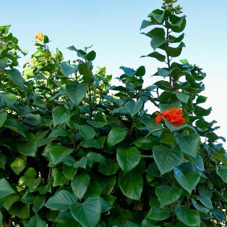 الكورديا القرمزية Cordia sebestena