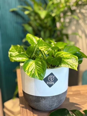 نبته البوتس مع مركن اسمنتي فاخر