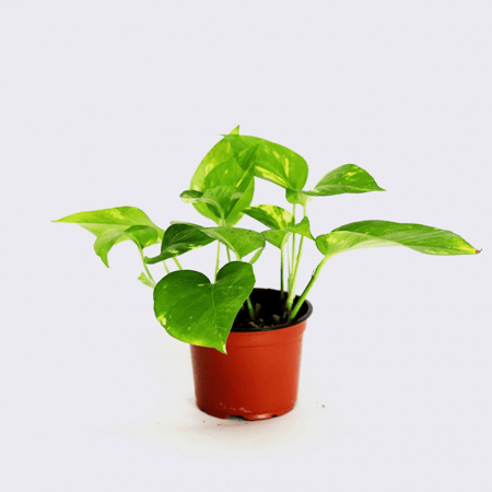 بوتس علاقي صغير