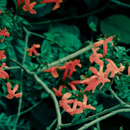 تيكوما ماريا Tecomaria Capensis