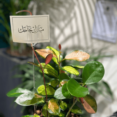 نبات هويا بدون مركن