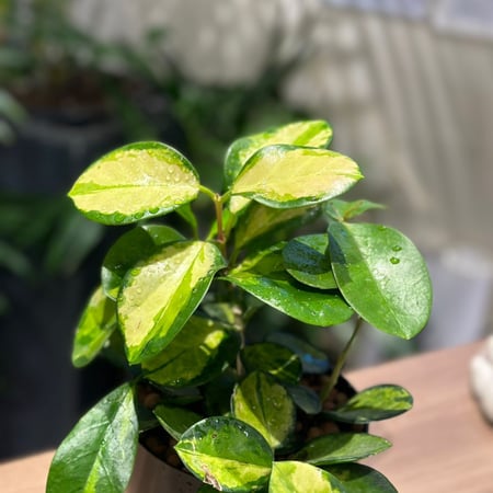 نبات هويا بدون مركن