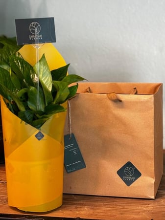 نبته البوتس مع تغليف  وكيس فاخر