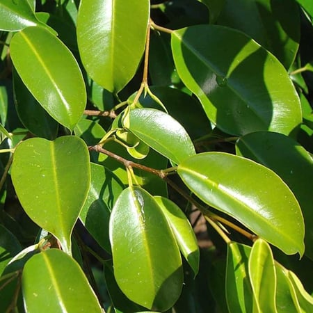 فيكس بنجامينا  Ficus Benjamina