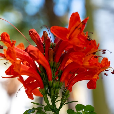 تيكوما ماريا Tecomaria Capensis