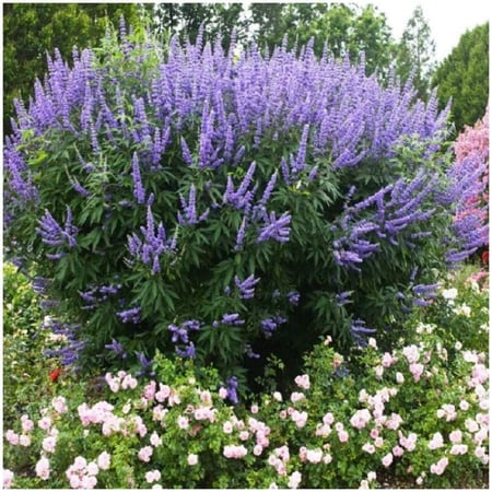 كف مريم Vitex Agnus Castus