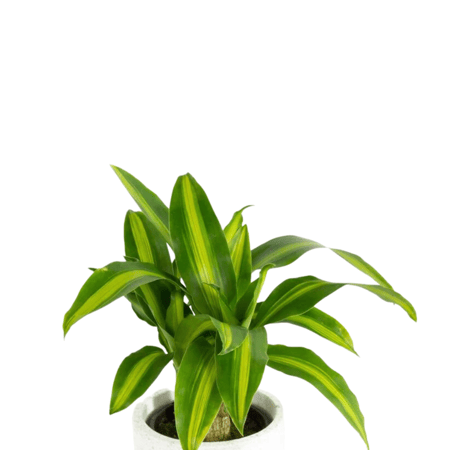 نبتة الدراسينا ماسنجانا القزمية