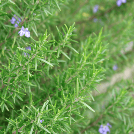 اكليل الجبل Rosmarinus officinalis