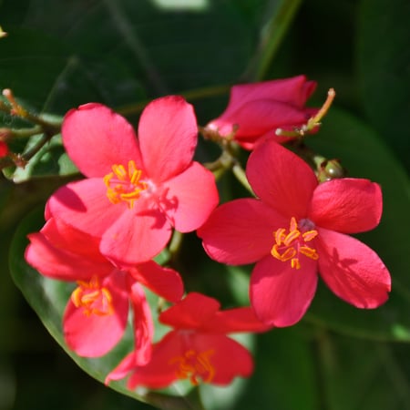 جاتروفا Jatropha integerrima