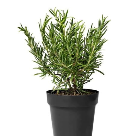اكليل الجبل Rosmarinus officinalis