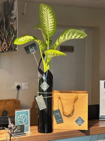 نبته الديفنباخيا مع فازة زجاجيه فاخرة