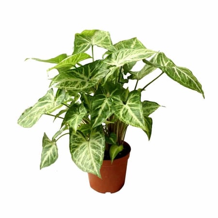 سنجونيوم هولندي 12 سم