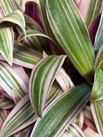 نبتة المكحلة ترادسكانتيا (Tradescantia Zebrina)