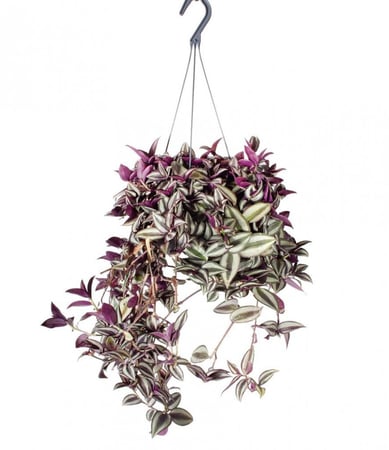 نبتة المكحلة ترادسكانتيا (Tradescantia Zebrina) حجم كبير مع مركن ذاتي الري