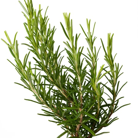 اكليل الجبل Rosmarinus officinalis