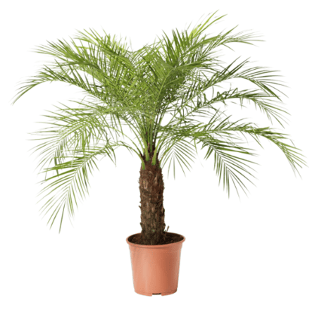 نخيل فونيكس روبليني  Phoenix roebelenii