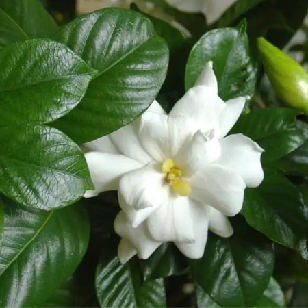 جاردينيا برائحة