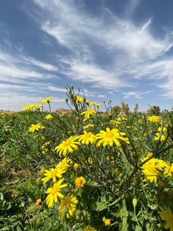بذور مكنان