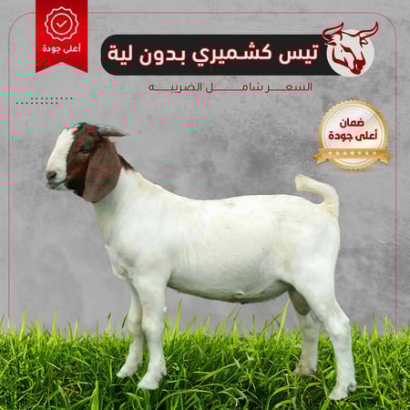 لحم تيس كشميري