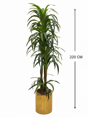 شجرة الدارسينا الأنيقه , حوض سيراميك ذهبي