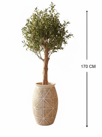 شجرة الزيتون