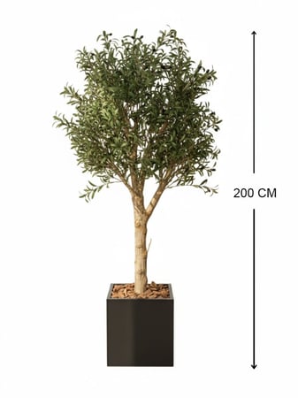 شجرة زيتون صناعية بجذع طبيعي - حوض فيبر