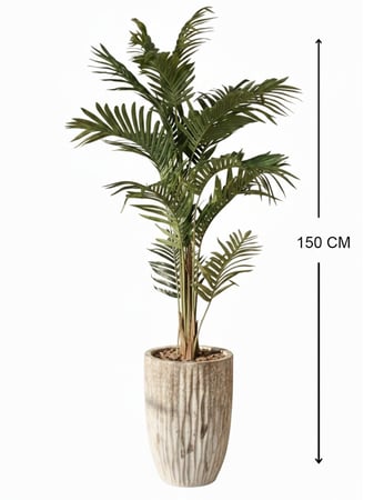 شجرة كف الأريكا - حوض سيراميك