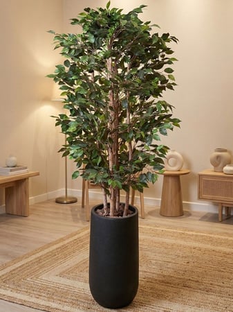 شجرة فايكوس صناعية بجذع طبيعي وحوض فايبر – ارتفاع 2 م