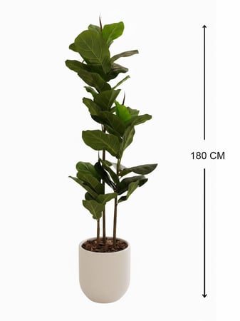 شجرة الفيكس بحوض سيراميك