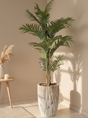 شجرة كف الأريكا - حوض سيراميك