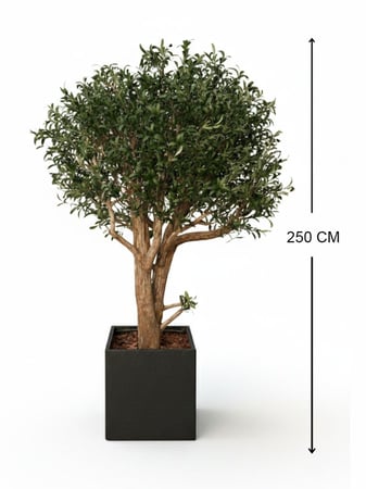 شجرة زيتون - حوض فايبر