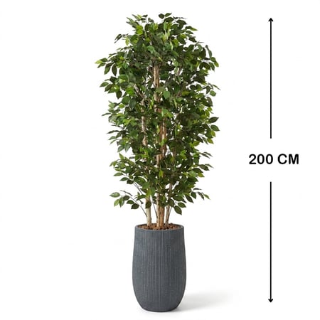 شجرة فايكوس صناعية بجذع طبيعي ( ارتفاع 2متر ) بحوض فايبر رمادي فاخر